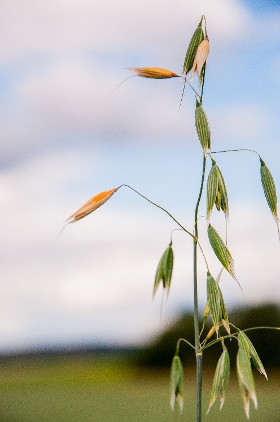 Infested oat grain (Picture 1)