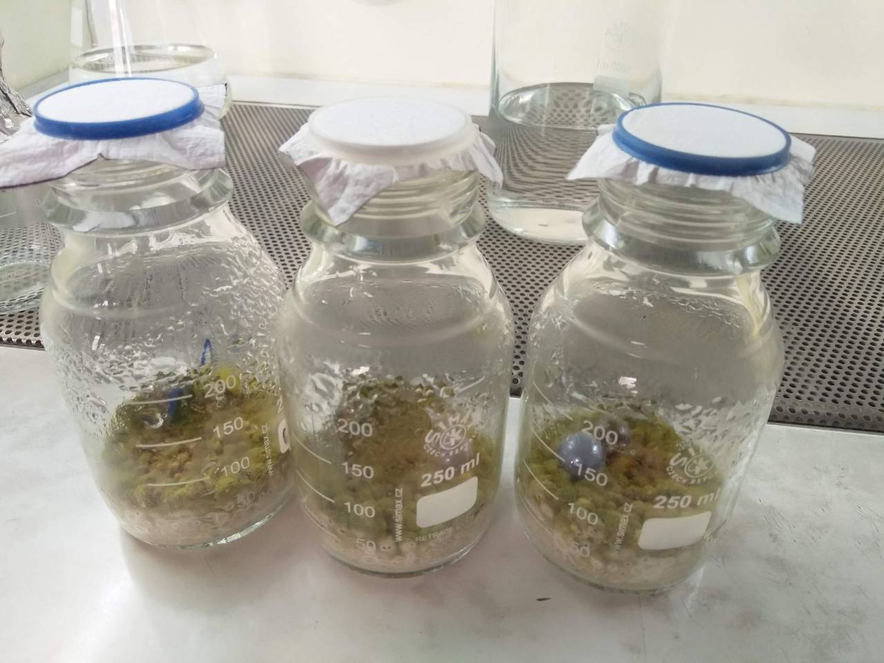 4 growth of bioagens on sorghum seeds