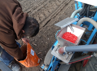 Sowing maize in Bečej