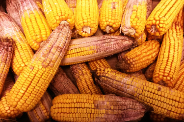 Maize contaminated with Fusarium graminearum